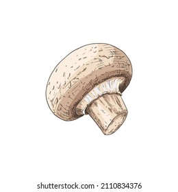 Hand drawn champignon. Isolated sketch on white background. Vector illustration.