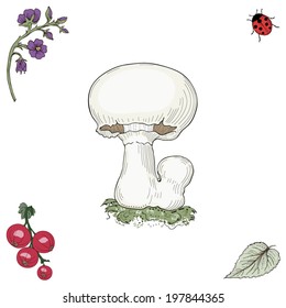 Hand drawn champignon mushroom. Vintage engraving style. Colorful illustration