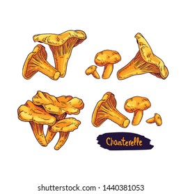 Hand drawn chanterelle mushroom. Isolated sketch on white background. Vector illustration.