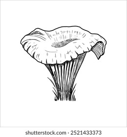 Cogumelo chanterelle desenhado à mão. Ilustração vetorial