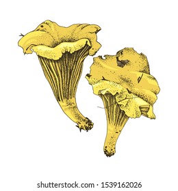 Hand drawn chanterelle mushrooms isolated on white background. Vector illustration