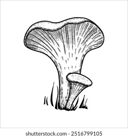 Cogumelos chanterelle desenhados à mão. Ilustração vetorial