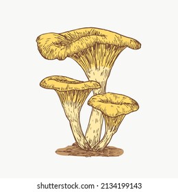 Hand Drawn Chanterelles Mushrooms Abstract Color Illustration. Fungus Group Engraved Vector Drawing Isolated