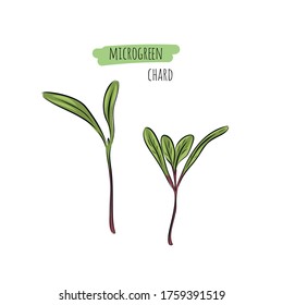 Hand drawn chard micro greens. Vector illustration in sketch style isolated on white background