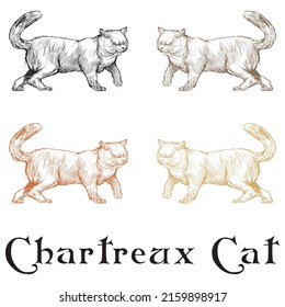 Hand Drawn Chartreux Cat Vector Illustration
