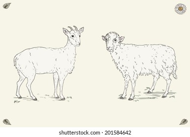 Hand drawn cheerful goat and happy sheep standing in the field. Ornate colorful illustration. Vintage engraving style