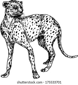 hand drawn cheetah