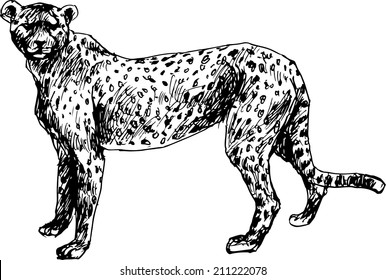 hand drawn cheetah