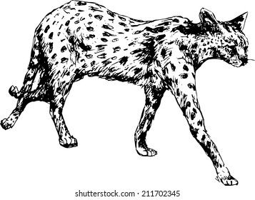 hand drawn cheetah