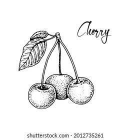 Hand drawn cherries isolated on white background. Vector illustration in sketch style