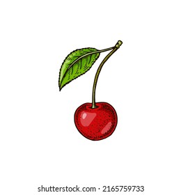 Berry de cereza dibujada a mano aislada en blanco. Ilustración vectorial en el estilo de esbozo de color