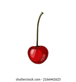 Hand drawn cherry berry isolated on white. Vector illustration in colored sketch style