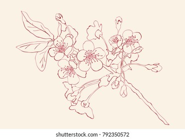 Hand drawn cherry blossom arrangement. Floral decorative design elements. Vector Illustration.Eps 10.