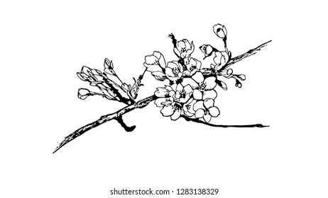 Hand Drawn Cherry Blossom Branch Sketch Stock Vector (Royalty Free ...