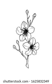 Hand drawn cherry blossom branch. Vector illustration in sketch style. Vintage spring flowers.