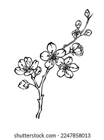 Hand drawn cherry blossom branch outline monochrome illustration, freehand sakura bloom vector drawing