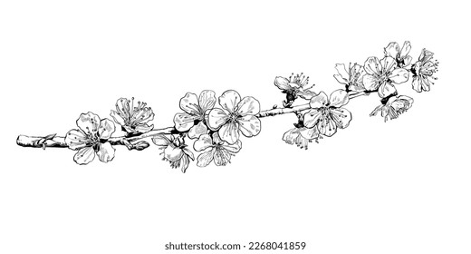 Hand drawn cherry blossom branch. Black and white sketch of sakura flowers. Vector illustration isolated on white background.