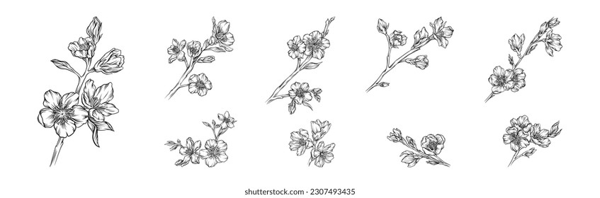 Hand Drawn Cherry Blossom Branches or Twigs Vector Set