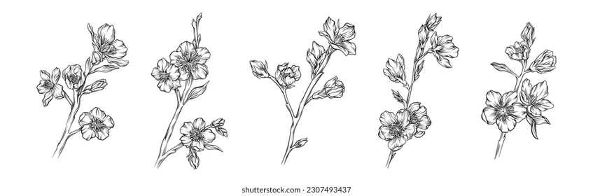 Ramas de flores de cerezo dibujadas a mano o conjunto de vectores de pelucas
