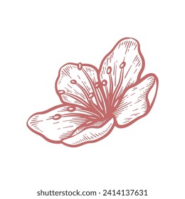 Hand drawn cherry blossom flower. Sakura flower line art vector illustration