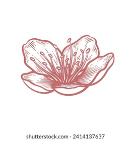 Hand drawn cherry blossom flower. Sakura flower line art vector illustration