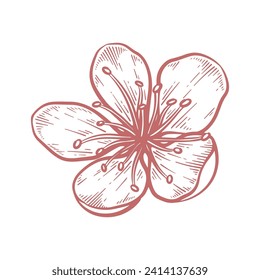 Hand drawn cherry blossom flower. Sakura flower line art vector illustration