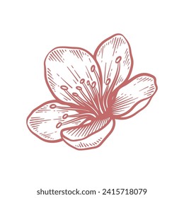 Hand drawn cherry blossom flower. Sakura flower line art vector illustration