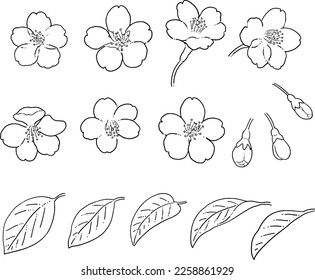 Hand drawn cherry blossom isolated on white background. Vector illustration in retro style.