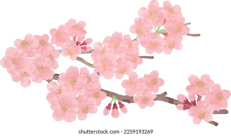 Hand drawn cherry blossom isolated on white background. Watercolor. Hand drawn illustration.