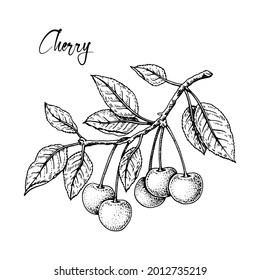 Hand drawn cherry branch with berries isolated on white background. Vector illustration in sketch style