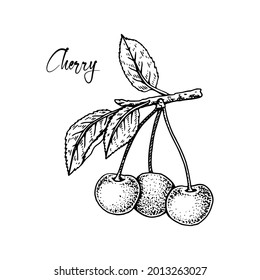 Handgezeichneter Kirschzweig mit Beeren einzeln auf weißem Hintergrund. Vektorgrafik im Skizzenstil