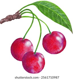 Handgezeichneter Kirschenzweig mit Beeren und Blätter einzeln auf Weiß. Vektorgrafik.