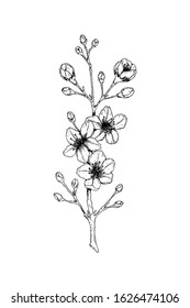 Hand drawn cherry branch in bloom. Vector illustration in sketch style. Vintage spring flowers.