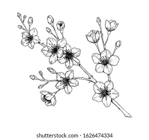 Hand drawn cherry branch in bloom. Vector illustration in sketch style. Vintage spring flowers.