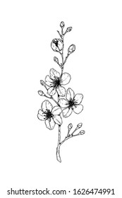 Hand drawn cherry branch in bloom. Vector illustration in sketch style. Vintage spring flowers.