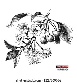 Hand drawn cherry branch with flowers and ripe cherries. Vector illustration