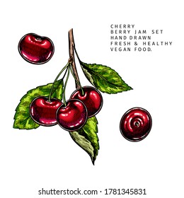 Hand drawn cherry branch, leaf and berry. Engraved colored vector illustration. Bird berry agriculture plant. Summer harvest, jam or marmalade vegan ingredient. Menu, package, cosmetic, food design

