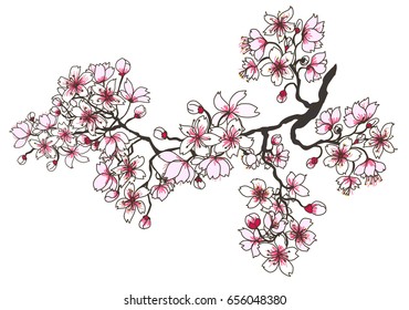  Hand drawn Cherry branches with flowers, Coloring book sakura isolate on white background