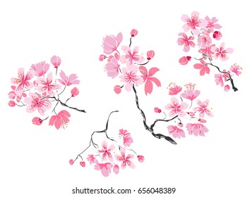  Hand drawn Cherry branches with flowers, Coloring book sakura isolate on white background