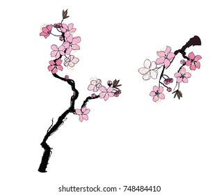  Hand drawn Cherry branches with flowers, Coloring book sakura isolate on white background.Cherry blossom Japanese style.