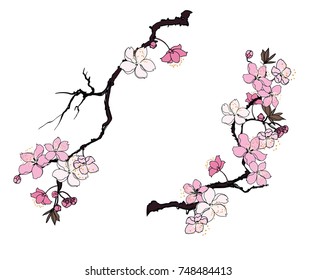  Hand drawn Cherry branches with flowers, Coloring book sakura isolate on white background.Cherry blossom Japanese style.