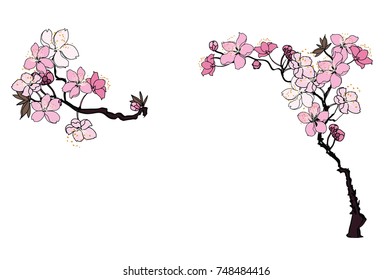  Hand drawn Cherry branches with flowers, Coloring book sakura isolate on white background.Cherry blossom Japanese style.