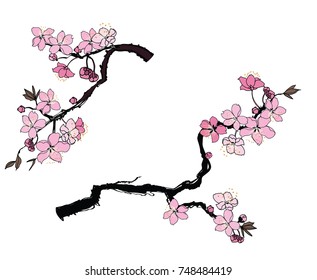  Hand drawn Cherry branches with flowers, Coloring book sakura isolate on white background.Cherry blossom Japanese style.