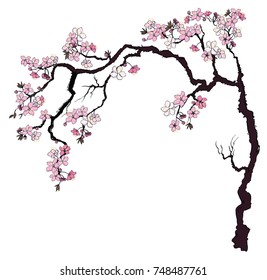  Hand drawn Cherry branches with flowers, Coloring book sakura Tree isolate on white background.Cherry blossom Japanese style.