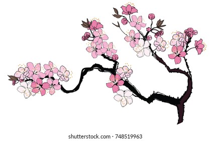 Hand drawn Cherry branches with flowers, Coloring book sakura isolate on white background.