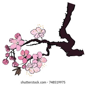 Hand drawn Cherry branches with flowers, Coloring book sakura isolate on white background.