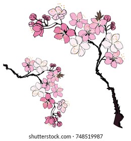 Hand drawn Cherry branches with flowers, Coloring book sakura isolate on white background.