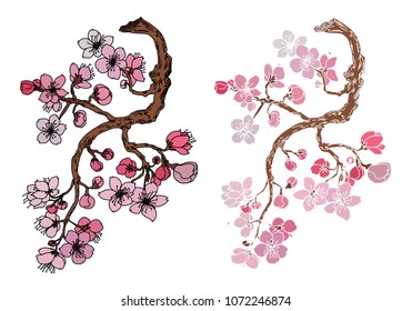 Hand drawn Cherry branches with flowers,Black and white Coloring book.Sakura plant  silhouette on white background.