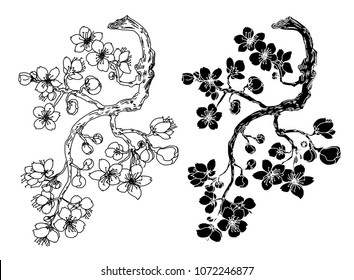 Hand drawn Cherry branches with flowers,Black and white Coloring book.Sakura plant  silhouette on white background.