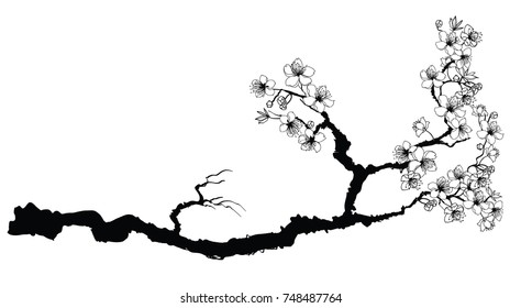 Hand drawn Cherry branches with flowers,Black and white Coloring book.Sakura plant  silhouette on white background.